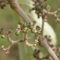 Callicarpa tomentosa (L.) L.